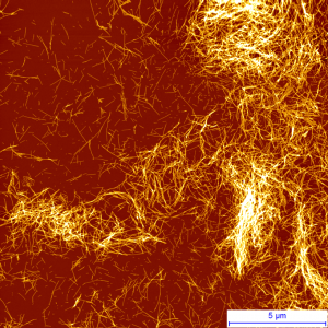 Protein Fibrils studied by AFM