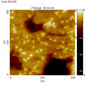 STMV Virus