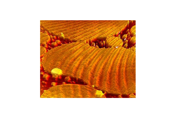 Molecular Organized System Analysis